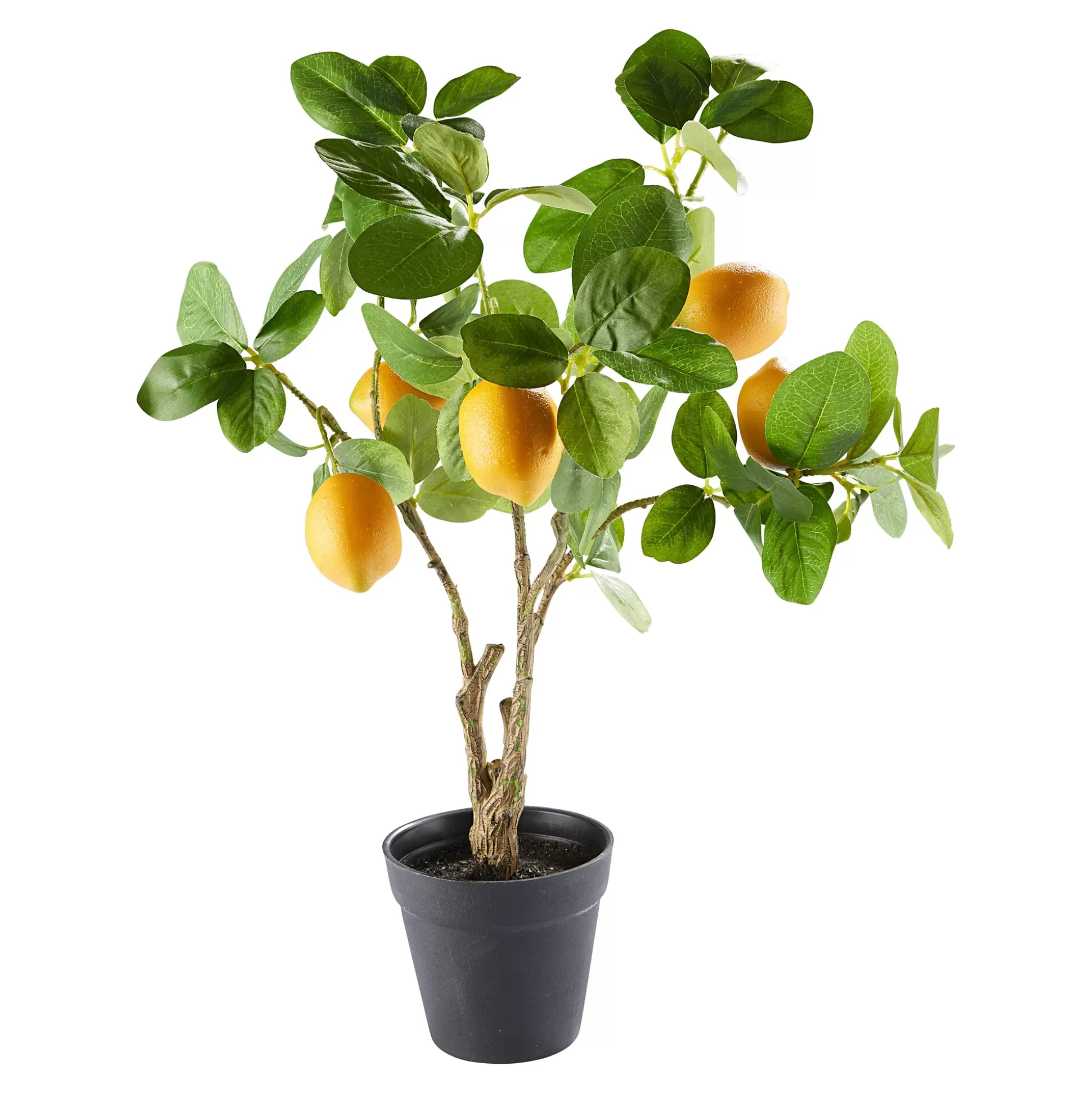 Planten & Bloemendecoratie^viva domo Citrusboom Citroen