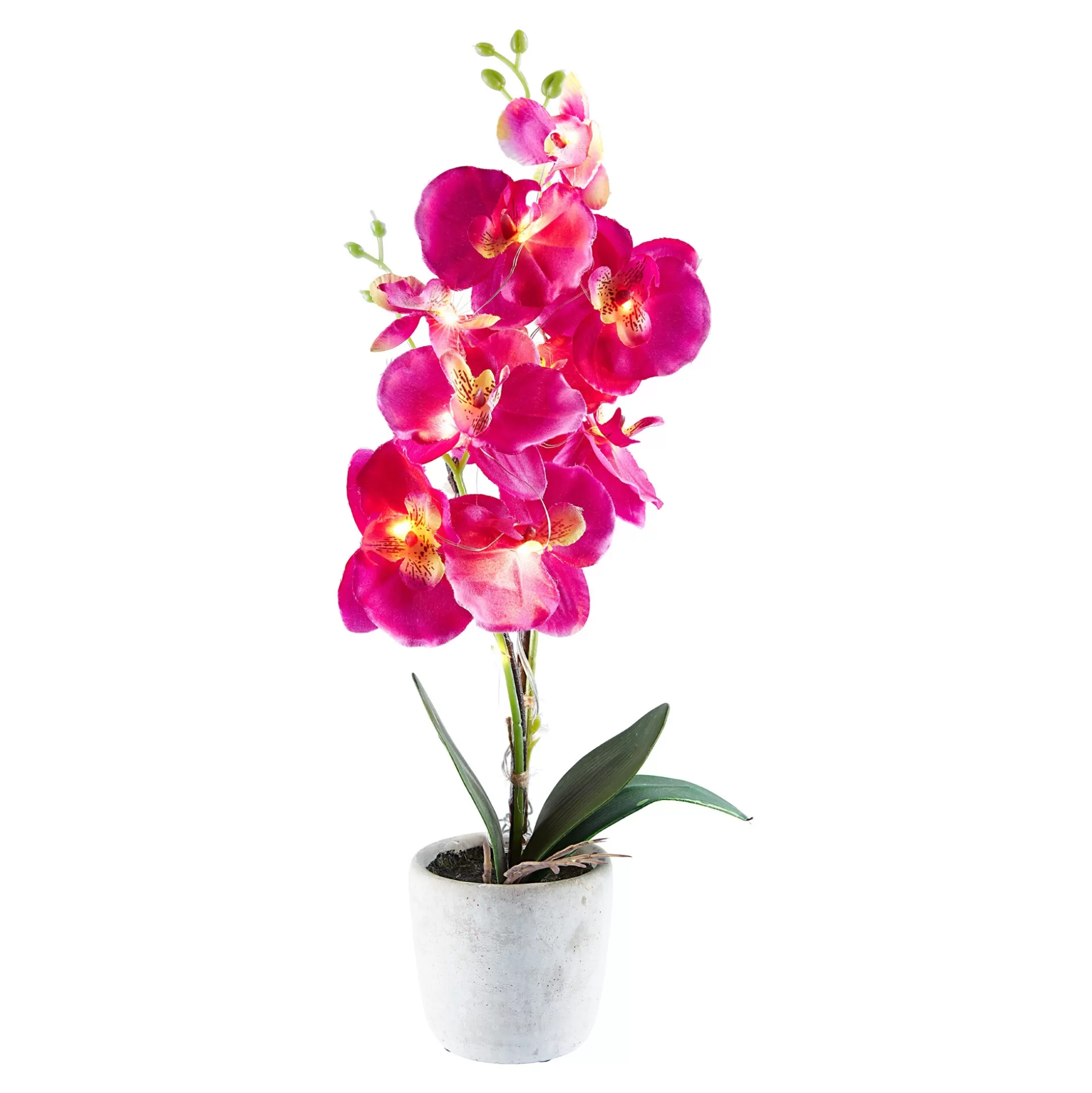 Planten & Bloemendecoratie^* Led-Orchidee