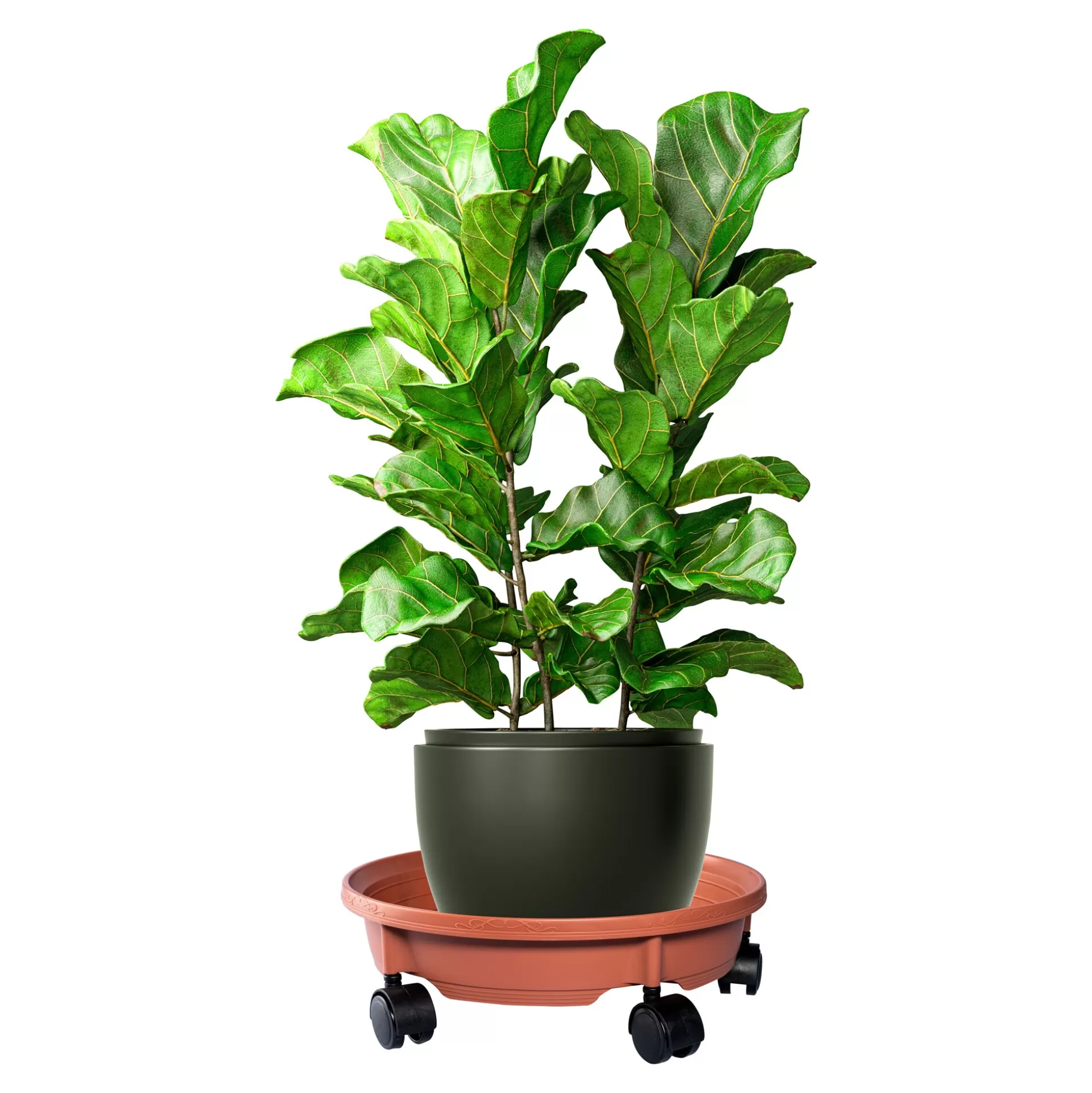 Plantaccessoires^genialo Plantentrolley "Robusto"